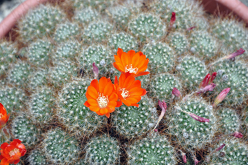 cacti at the International Peace Garden